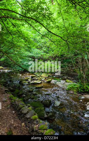 Aira Beck nel bosco il parco nazionale del Lake District, Cumbria, Inghilterra. Foto Stock