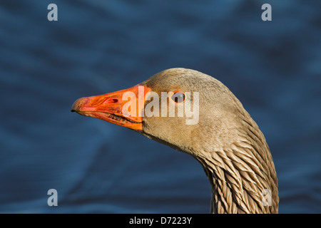 Oca Graylag / Graylag Goose (Anser anser) close-up Foto Stock