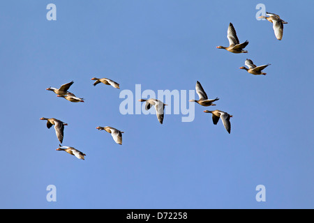 Oche Graylag / Graylag Goose (Anser anser) gregge in volo Foto Stock