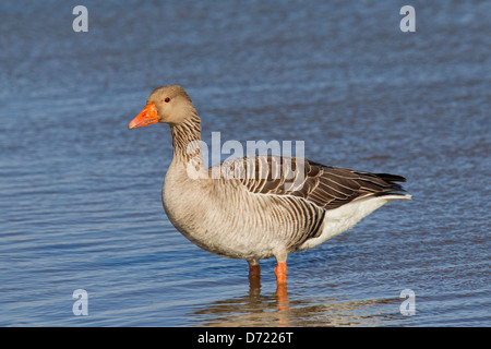 Oca Graylag / Graylag Goose (Anser anser) in piedi in acqua poco profonda del lago Foto Stock