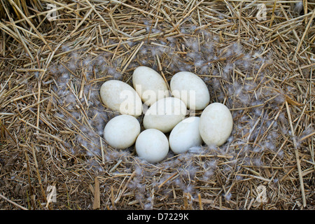 Oca Graylag / Graylag Goose (Anser anser) nido con frizione di uova nel letto di reed Foto Stock