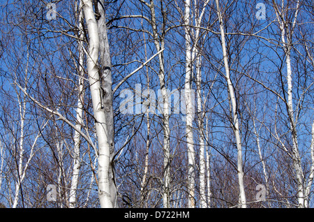 Ancora sfrondato in primavera, bianco-abbaiato carta alberelli di betulla stand contro un profondo cielo blu nel Parco Nazionale di Acadia, Maine. Foto Stock