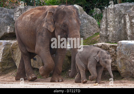 Elefante asiatico (Elephas maximus) madre e vitello Foto Stock