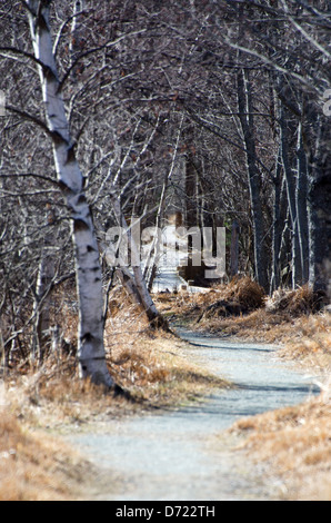 Il sentiero Jesup, uno stretto sentiero, torsioni attraverso i boschi del Parco Nazionale di Acadia, Maine. Foto Stock