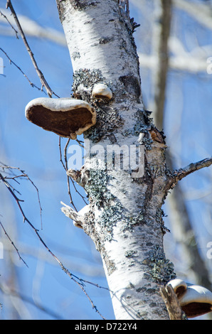 Ripiano di funghi che crescono su carta betulla, il Parco Nazionale di Acadia, Maine. Foto Stock