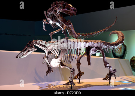 Montato il display di fossili di dinosauro Postosuchus depredavano i dinosauri. Età Triassico. Foto Stock