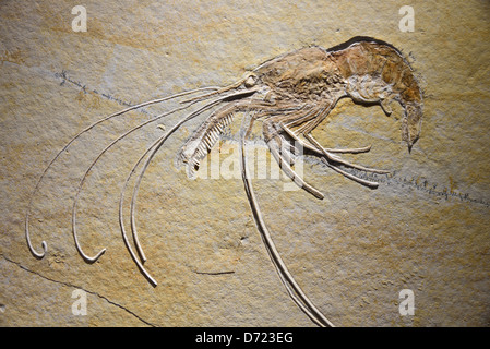 Gamberi fossili Aeger tipularius. Jurassic età. Foto Stock