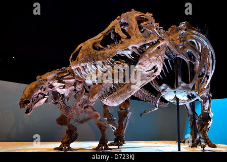 Montaggio display fossile di un Tirannosauro Rex. depredavano un dinosauro herbevor. Foto Stock