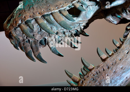 Denti affilati di un fossile Tyrannosaurus rex. Foto Stock
