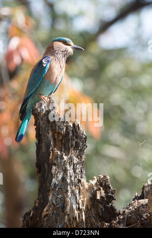 Rullo indiano Bird in Bandhavgarh National Park, India Foto Stock