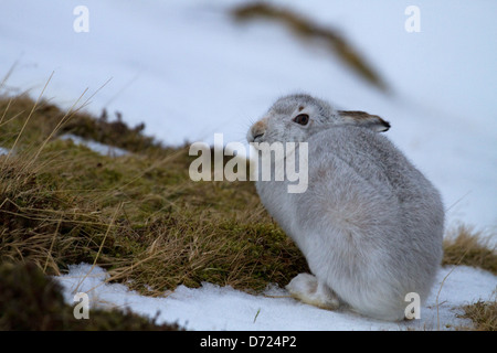 Montagna scozzese lepre (Lepus timidus scoticus) Foto Stock