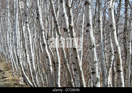 Una lunga fila di white paper Birch alberelli righe un percorso nel Parco Nazionale di Acadia, Maine Foto Stock