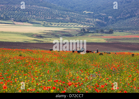 Gli agricoltori la raccolta di piselli, Kroumirie montagna, Thugga, Tunisia Foto Stock