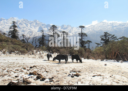 Goecha La (el. 4940 m.) è un high mountain pass in Sikkim, India in Himalaya gamma. Foto Stock