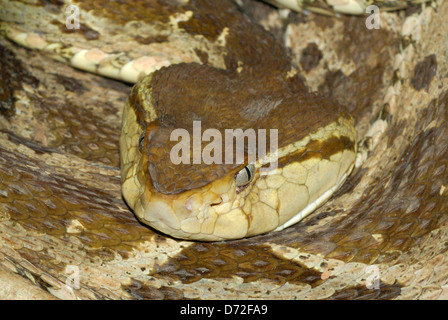 Fer-de-Lancia Snake (Bothrops asper) nel Parco Nazionale di Corcovado, Costa Rica Foto Stock