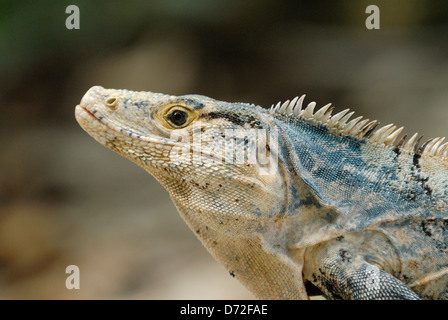 Spinosa nero-tailed Iguana (Ctenosaura similis) in Costa Rica foresta pluviale Foto Stock