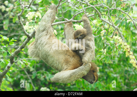 La madre e il bambino il bradipo (Bradypus variegatus) Foto Stock