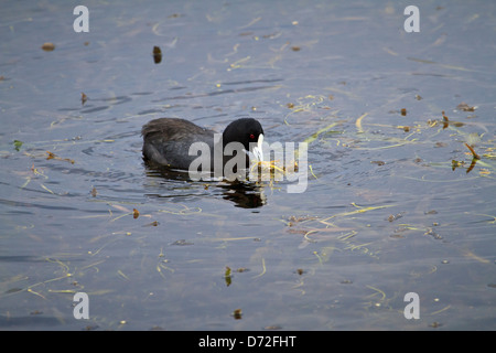 Eurasian coot ( fulica atra ) alimentando su stagno infestante in acqua Foto Stock