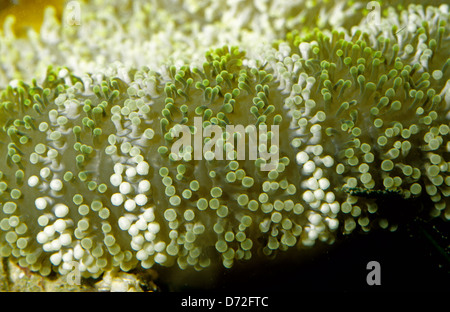 Haddon la moquette Anemone, verde (Sticodactila haddoni), Cnidaria, Indo-pacifico Foto Stock