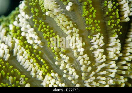 Haddon la moquette Anemone, verde (Sticodactila haddoni), Cnidaria, Indo-pacifico Foto Stock