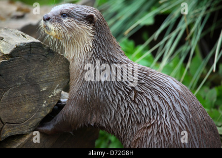 Oriental piccoli artigli lontra (Aonyx cinerea), noto anche come il piccolo asiatico-artigliato lontra o breve asiatico-artigliato otter. Foto Stock