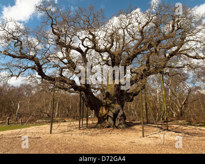 Quercia Major. Un massiccio inglese quercia situato nella Foresta di Sherwood. Secondo il folclore locale, era di Robin Hood shelter. Foto Stock