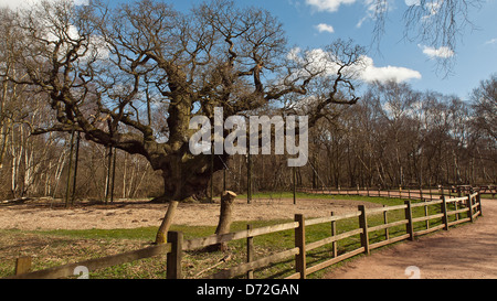 Quercia Major. Un massiccio inglese quercia situato nella Foresta di Sherwood. Secondo il folclore locale, era di Robin Hood shelter. Foto Stock