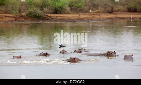 Ippopotami (Hippopotamus amphibius) e e aironi cenerini (Ardea cinerea) al tramonto Dam nel Parco Nazionale di Kruger. Foto Stock