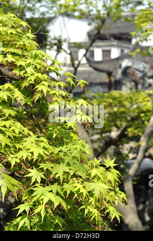 Colore verde brillante delle foglie di acero cinese di albero in Lion Garden Grove, Suzhou, Cina Foto Stock