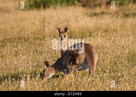 Forester (orientale) grigio Canguro ( Macropus giganteus ) alimenta con Joey Foto Stock