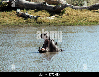 Ippopotamo con la bocca spalancata, Moremi Game Reserve, Botswana Foto Stock