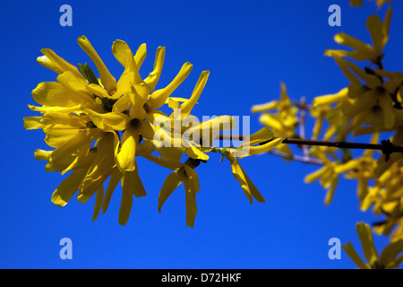 Forsythia x intermedia, Forsythia primo piano fiore, fioritura arbusto sfondo blu Foto Stock