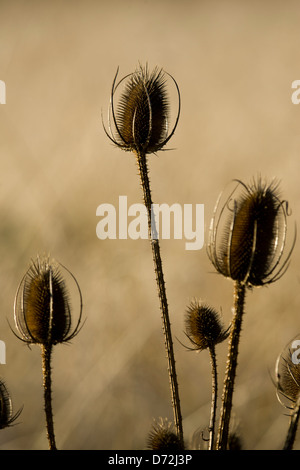 (Teasel Dipsacus sylvestris) a secco con teste di seme Foto Stock