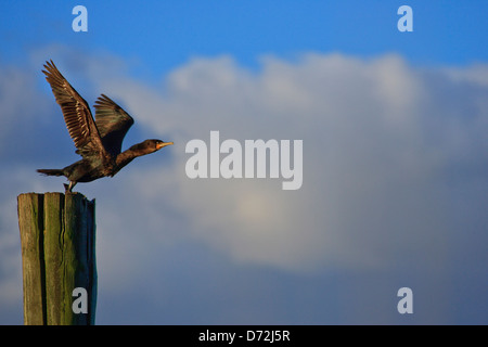 Cormorano (Phalacrocorax carbo) prendendo il via dalla pole Foto Stock