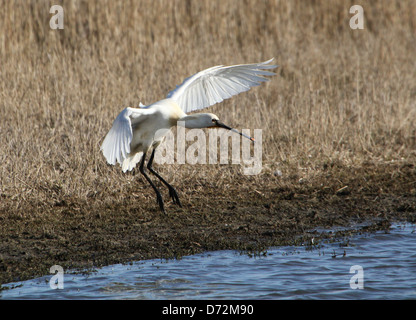 Dettagliate fino in prossimità di un Eurasian Spatola (Platalea leucorodia) in volo e atterraggio Foto Stock