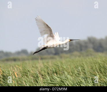 Dettagliate fino in prossimità di un Eurasian Spatola (Platalea leucorodia) in volo Foto Stock