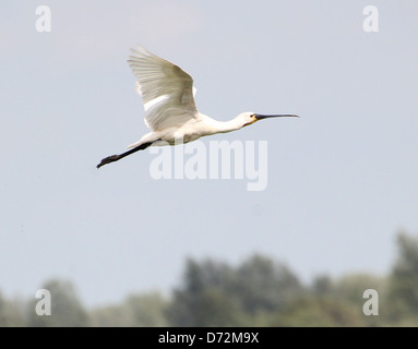 Dettagliate fino in prossimità di un Eurasian Spatola (Platalea leucorodia) in volo Foto Stock