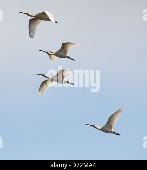 Quattro Eurasian spatole (Platalea leucorodia) in volo per i voli in formazione Foto Stock