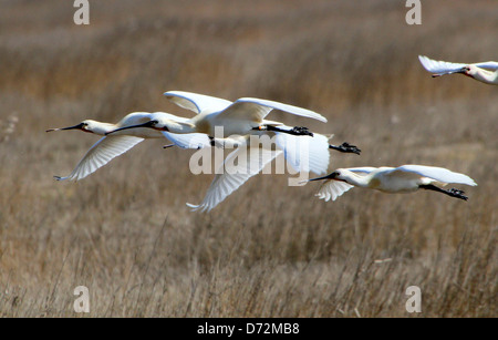 Quattro Eurasian spatole (Platalea leucorodia) in volo per i voli in formazione Foto Stock