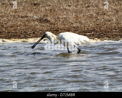 Eurasian Spatola (Platalea leucorodia) rovistando in delle zone umide costiere Foto Stock