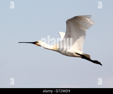 Dettagliate fino in prossimità di un Eurasian Spatola (Platalea leucorodia) in volo Foto Stock