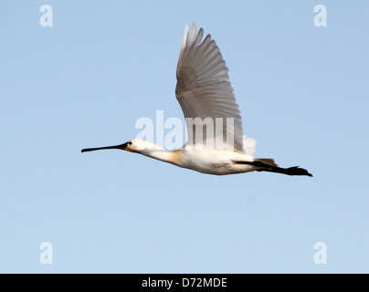 Eurasian Spatola (Platalea leucorodia) in volo Foto Stock