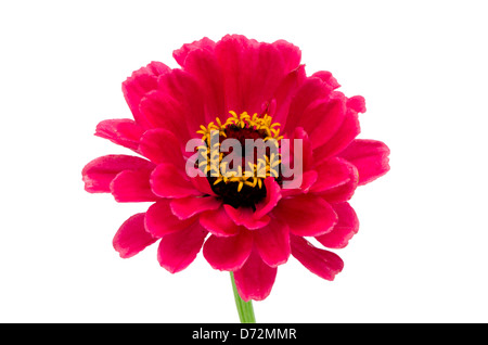 Rosa rossa zinnia fiore fiorisce closeup isolati su sfondo bianco Foto Stock