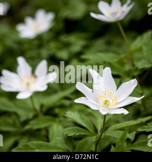 Fiori di colore bianco del legno, anemone Anemone nemorosa ,, nella primavera at Wisley RHS Garden Foto Stock