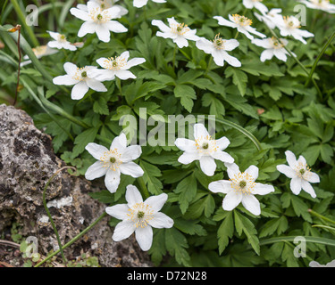 Fiori di colore bianco del legno, anemone Anemone nemorosa ,, nella primavera at Wisley RHS Garden Foto Stock