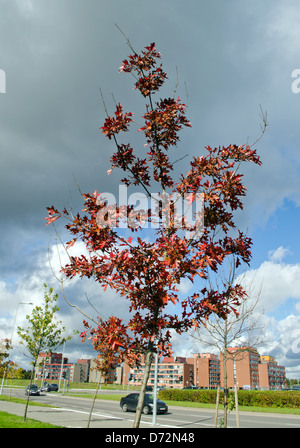 Decorative albero di quercia in autunno vetture che vanno su strada e moderno blocco piatto case di distanza. Foto Stock