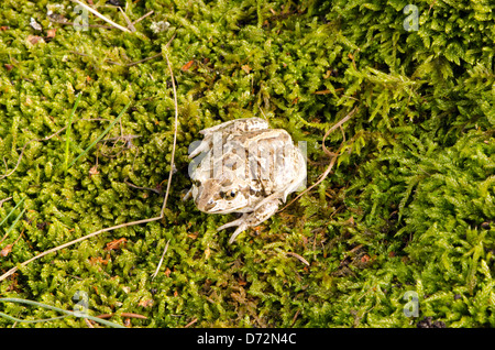 Politica europea comune in materia di aglio spadefoot toad Pelobates fuscus su swamp moss. Foto Stock