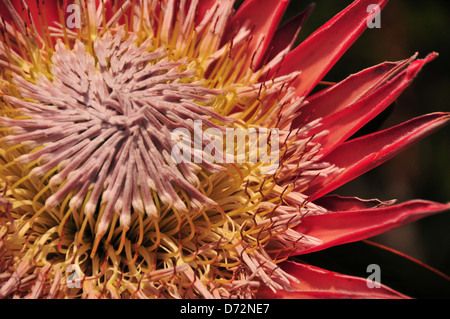 Re Protea Close-up in Sud Africa Foto Stock