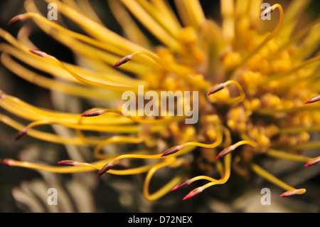 Giallo Puntaspilli Protea Foto Stock