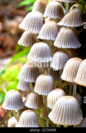 Gruppo di Fairy inkcap funghi Foto Stock
